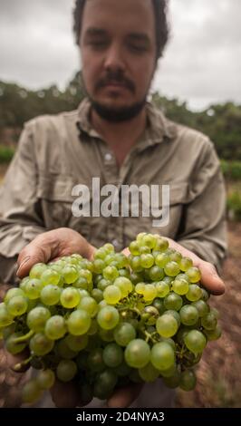 L'enologo e viticoltore australiano/argentino raccoglie le uve Chardonnay nella sua vigna A Lenswood le colline di Adelaide del Sud Australia Foto Stock