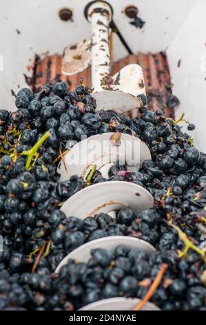 Martin Moran, viticoltore e viticoltore australiano/argentino, raccoglie le uve Chardonnay nei vigneti della sua azienda, i vini di Mordrelle a Lenswood t. Foto Stock