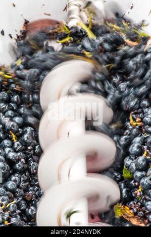 L'enologo australiano misura il livello di zucchero dell'uva utilizzando un densimetro Baume Presso una piccola cantina vicino a Hahndorf, sulle colline di Adelaide Dell'Australia Foto Stock