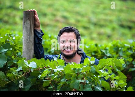 L'enologo e viticoltore australiano/argentino raccoglie le uve Chardonnay nella sua vigna A Lenswood le colline di Adelaide del Sud Australia Foto Stock