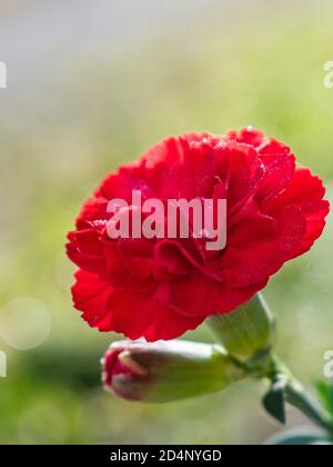 Primo piano di fiori rossi di garofano, Dianthus caryophyllus Foto Stock