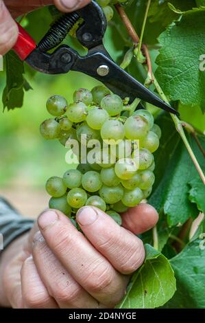 Martin Moran, viticoltore e viticoltore australiano/argentino, raccoglie le uve Chardonnay nei vigneti della sua azienda, i vini di Mordrelle a Lenswood t. Foto Stock