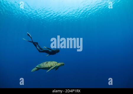 Una donna freediver sta nuotando con una tartaruga marina in un oceano blu. Foto Stock