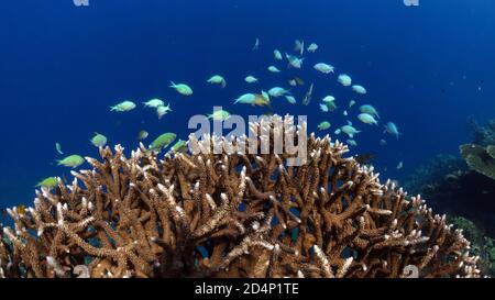 Coralli duri sani nelle Filippine e pesci di Chromis atripectoralis. Foto Stock