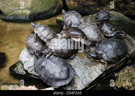 Walbrzych, Polonia - 15 luglio 2020: Tartarughe rosse nello stagno Foto Stock