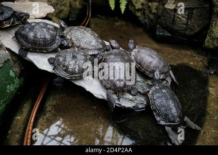 Walbrzych, Polonia - 15 luglio 2020: Tartarughe rosse nello stagno Foto Stock