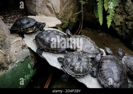 Walbrzych, Polonia - 15 luglio 2020: Tartarughe rosse nello stagno Foto Stock