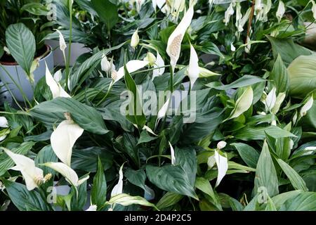 Walbrzych, Polonia - 15 luglio 2020: La pianta fiorente di Spathiphylllum. Casa delle palme a Walbrzych Foto Stock