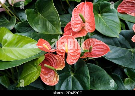 Walbrzych, Polonia - 15 luglio 2020: Primo piano di anthurium. Casa delle palme Foto Stock