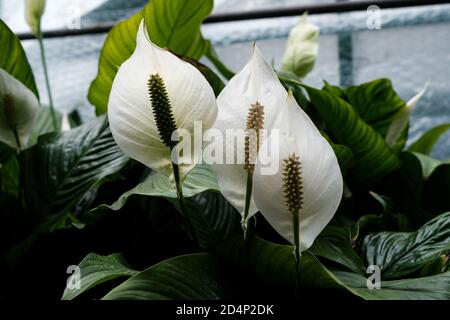 Walbrzych, Polonia - 15 luglio 2020: La pianta fiorente di Spathiphylllum. Casa delle palme a Walbrzych Foto Stock