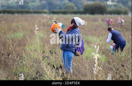 Fordingbridge, Regno Unito. 10 ottobre 2020. Le famiglie si dirigono verso i pascoli di zucca di Fordingbridge nell'Hampshire per scegliere le loro zucche prima di Halloween. Credit: Richard Crease/Alamy Live News Foto Stock