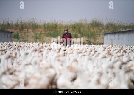 (201010) -- URUMQI, 10 ottobre 2020 (Xinhua) -- UN lavoratore controlla la crescita delle oche in una base di incubazione di oca nella contea di Yutian, nella regione autonoma di Xinjiang Uygur della Cina nord-occidentale, 19 maggio 2020. Grazie agli sforzi intensamente compiuti da tutte le parti, sono stati compiuti grandi progressi in Xinjiang. Dal 2014 al 2019, è stato sostenuto un forte slancio economico con un tasso medio annuo di crescita del PIL del 7.2 per cento. Gli standard di vita della popolazione locale sono significativamente migliorati con una crescita media annua del 9.1 per cento in reddito residenziale pro capite disponibile, e più di 2.92 milioni su 3.09 mulino Foto Stock