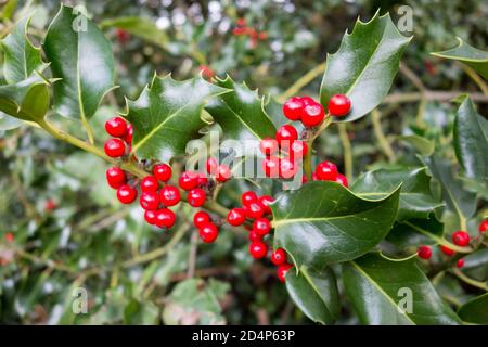 Festoso ma velenoso rosso brillante Holly Berries (Ilex aquifolium) Foto Stock