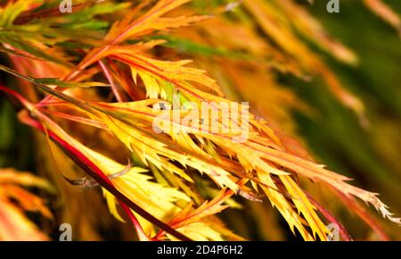 Acer palmatum ‘Inaba-shidare’ foglie che in autunno si trasformano in belle sfumature di arancio bruciato Foto Stock