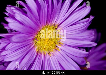 Aster amellus, il Michaelmas europeo Daisy Foto Stock