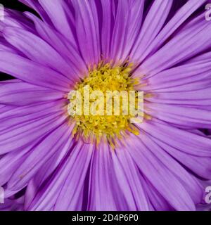 Aster amellus, il Michaelmas europeo Daisy Foto Stock