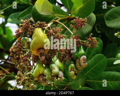 anacardio occidentale, frutta e fiori, Cambogia Foto Stock
