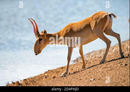 Saiga in un luogo di irrigazione beve acqua durante il caldo forte e la siccità. Foto Stock