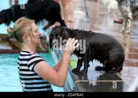 Cheltenham, Regno Unito. 10 ottobre 2020. I cani e i loro proprietari hanno la possibilità di nuotare insieme al Sandford Park Lido, una piscina all'aperto a Cheltenham, Gloucestershire, Regno Unito, l'ultimo giorno della stagione estiva, prima che la piscina chiuda per l'anno. Credit: Thousand Word Media Ltd/Alamy Live News Foto Stock