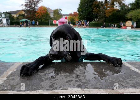 Cheltenham, Regno Unito. 10 ottobre 2020. Puppy Toby, di 4 mesi, di proprietà di Dave Puttnam, emerge dal suo primo tuffo in piscina. I cani e i loro proprietari hanno la possibilità di nuotare insieme al Sandford Park Lido, una piscina all'aperto a Cheltenham, Gloucestershire, Regno Unito, l'ultimo giorno della stagione estiva, prima che la piscina chiuda per l'anno. Credit: Thousand Word Media Ltd/Alamy Live News Foto Stock