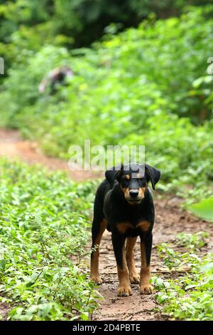 Cane di razza mista nera. Ha un colore marrone sulle sopracciglia, sulla bocca, sul petto e su tutte e quattro le gambe. Fissando il fotografo. Foto Stock