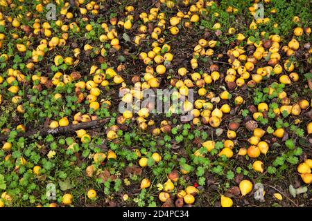 prato di frutteto, pere cadute, Germania. Streuostwiese, eruntergefallene Birnen, Deutschland. Foto Stock