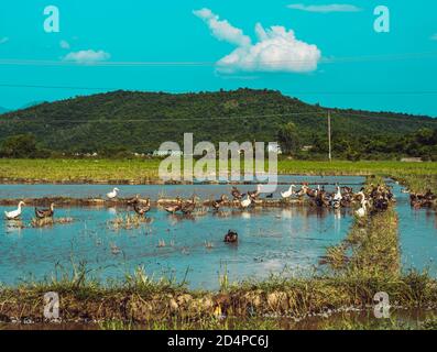 Concetto di tempo calmo. Bellezza tranquillo panorama estate sole paesaggio paesaggio boschivo montagne sfondo, anatra nuoto sul lago di acqua blu. In alto Foto Stock