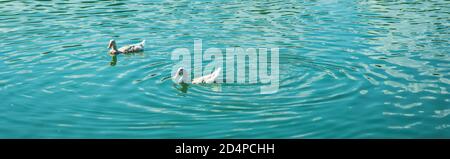 Concetto di tempo calmo. Bellezza banner estate tranquilla sole paesaggio, due coppie anatre bianche nuotare su verde lago di acqua blu. Vista dall'alto animale Foto Stock