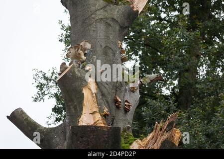 Funghi che crescono su un tronco morto di faggio in europa Foto Stock