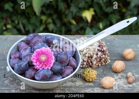 prugne fresche in colander d'epoca Foto Stock