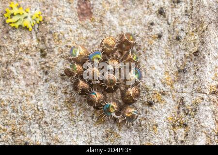 Involucri vuoti predatori Stink Bug (Podisus sp.). Foto Stock