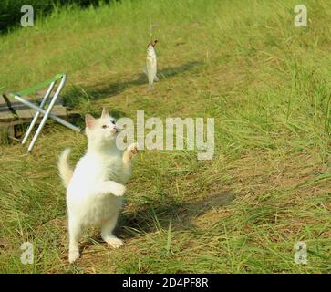 Gatto bianco soffice cattura il pesce. Foto Stock