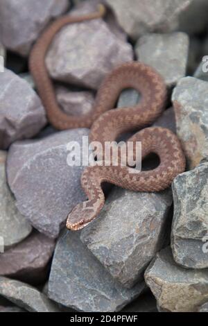 Un giovane sommatore (vipera comune europea) - Młoda Żmija zygzakowata Foto Stock