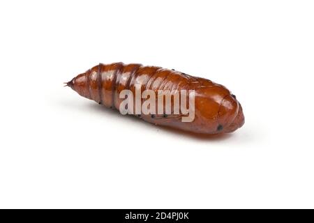 Pupa di falkmoth della testa della morte maggiore (Acherontia atropos) isolato su bianco. Foto ad alta risoluzione. Profondità di campo completa. Foto Stock