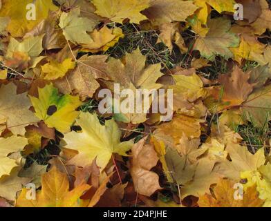 foglie secche caduti in autunno coprono completamente il terreno Foto Stock