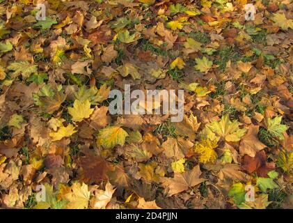 foglie secche caduti in autunno coprono completamente il terreno Foto Stock