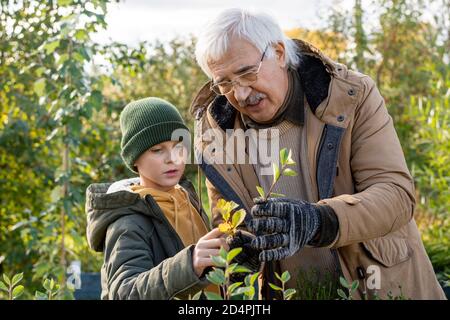 Uomo anziano in giacca calda e guanti mostrando suo nipote foglie di piccolo albero Foto Stock