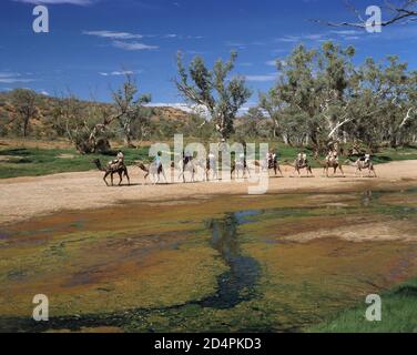 Australia. Territorio del Nord. Regione di Alice Springs. Turisti in cammello safari attraverso il fiume Todd. Foto Stock