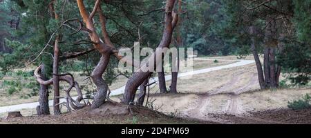 Vista panoramica del Parco Nazionale De Hoge Veluwe, Gelderland, nei Paesi Bassi Foto Stock