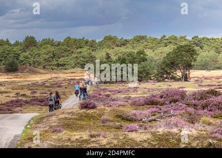 EDE, Paesi Bassi - Aprile 22 2020: Ciclismo turistico nel Parco Nazionale De Hoge Veluwe, Gelderland, nei Paesi Bassi Foto Stock