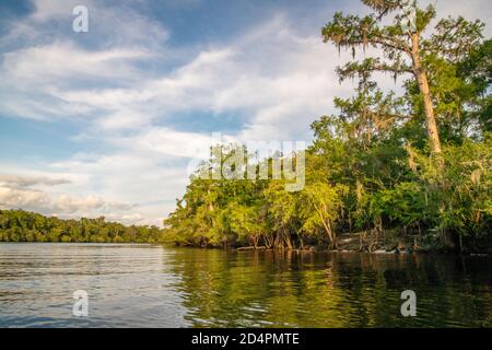 Vegetazione naturale lungo il canale del fiume Suwanee vicino a Rock Bluff, Florida Foto Stock