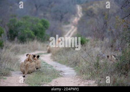 Vista panoramica di un orgoglio dei leoni alla caccia sdraiato su una pista di bushveld alla ricerca di preda Foto Stock