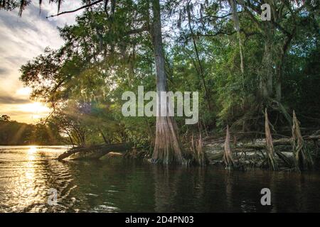 Vegetazione naturale lungo il canale del fiume Suwanee vicino a Rock Bluff, Florida Foto Stock