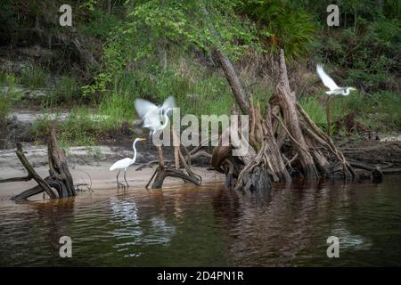 Vegetazione naturale lungo il canale del fiume Suwanee vicino a Rock Bluff, Florida Foto Stock