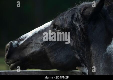 Primo piano della testa nera dello stallone Foto Stock