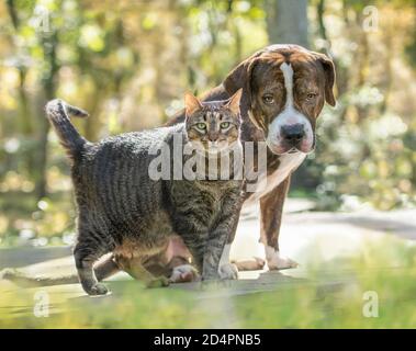American Bull Dog e tabby amico gatto Foto Stock