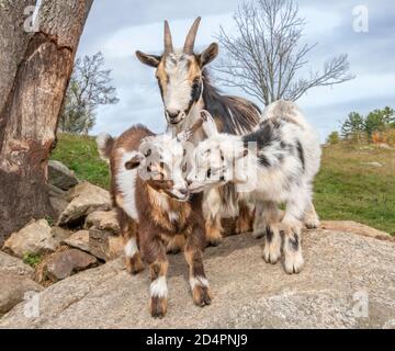 Nigeriano capra nana bambini con nanny vicino da giocare dentro aprire la penna con massi Foto Stock