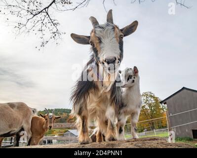 Nanny nana nana di capra con capretto in penna aperta con massi Foto Stock