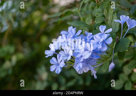 Concetto di fiore primaverile. Lobelia erinus, bordatura, giardino o colore blu chiaro di coda è un ermafrodite, pianta annuale di fioritura selvaggia. Sfuma la natura verde Foto Stock