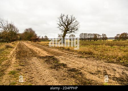 Un sentiero agricolo non asfaltato passa accanto a una quercia nodosa attraverso campi autunnali vicino a Röbel-Müritz, Germania. Foto Stock